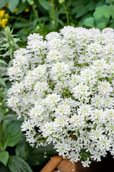 Iberis sempervirens 'Weißer Zwerg', Schleifenblume, weiß, ca. 9x9 cm Topf