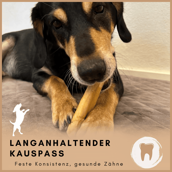 Ein Hund kaut auf einem Kauknochen, der für langanhaltenden Kauspaß und gesunde Zähne sorgt.