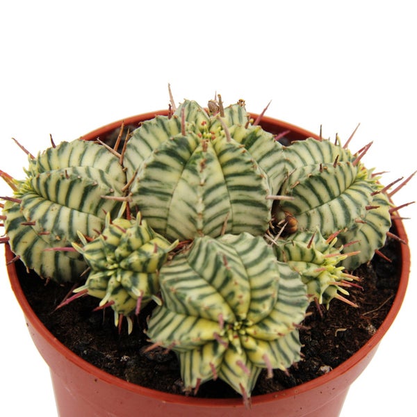 Euphorbia meloformis variegata panaschierte Kugel-Wolfsmilch 10,5cm Topf Ausgefallene Sukkulente