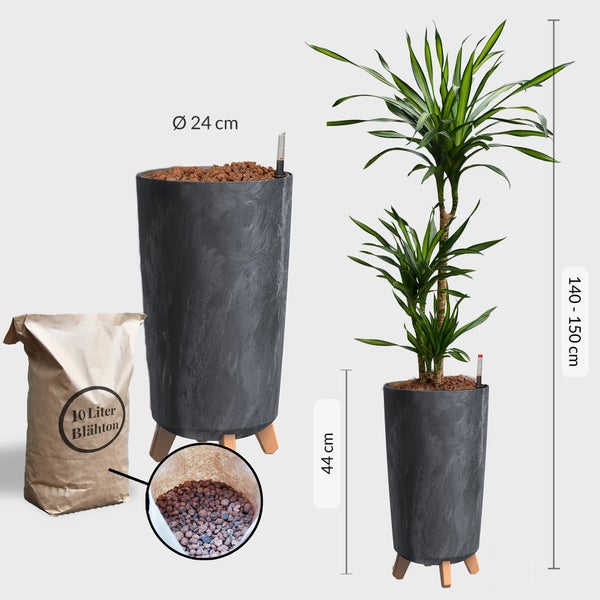 Büropflanze Hydro XL Dracaena Rikki Palme | 110–120 cm | Mit Betonoptik-Vase 44 cm | Zimmerpflanze mit Blähton & Wasserstandsanzeiger