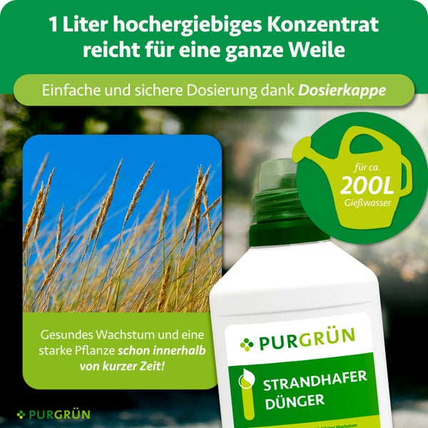 Purgrün Strandhafer Dünger Konzentrat 1 Liter mit Dosierkappe für circa 200 Liter Gießwasser und Abbildung von gesundem Strandhafer.