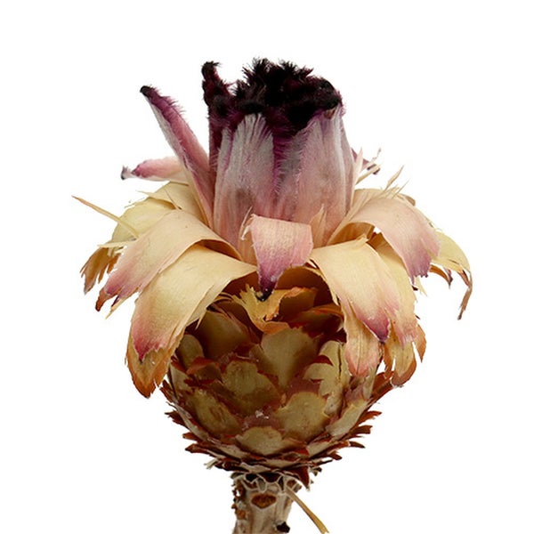 Dekorative getrocknete Blüte für Innenräume