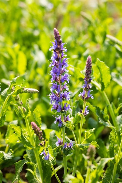 Salvia nemorosa 'Blauhügel', Steppensalbei, blau, ca. 9x9 cm Topf