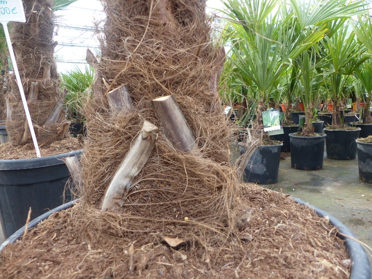 2 Stück im Palmenset Trachycarpus fortunei dicke Stämme 200 cm Hanfpalme, winterharte Palme bis -18°C