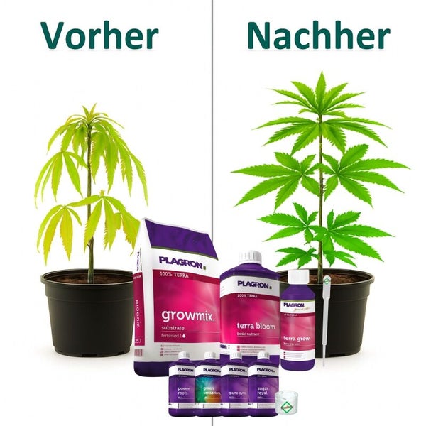 Vorher-Nachher-Vergleich einer Pflanze mit Produkten mit Plagron Logo. Links schwacher Wuchs, rechts kräftiger, gesunder Wuchs.