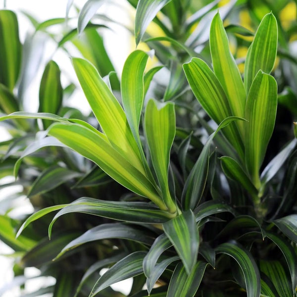 Detailaufnahme einer Drachenbaum-Pflanze mit langen, spitz zulaufenden Blättern