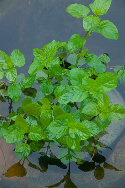 Mentha x piperita var. citrata, Zitronenminze, aromatisch, ca. 9x9 cm Topf