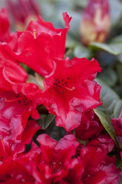 Rhododendron repens 'Scarlet Wonder', leuchtend rot, 15–20 cm