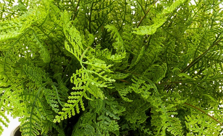 Künstliche Pflanze Farn in einem runden, goldfarbenen Blumentopf.