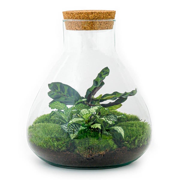 Flaschengarten Sammie DIY-Pflanzenterrarium 27 cm mit Calathea incl. Rechen, Schaufel und Pinzette