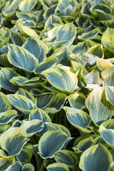 Hosta fluctuans 'Sagae', Funkie, grün-gelb, ca. 11x11 cm Topf