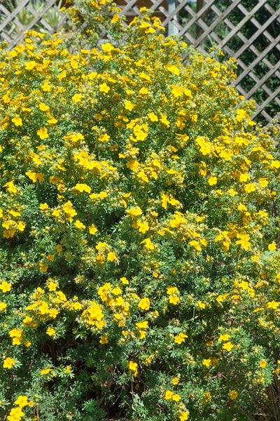 Potentilla 'Goldfinger', Fingerstrauch, gelb, 30–40 cm