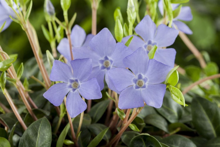 Vinca minor, Immergrün, blau, ca. 9x9 cm Topf