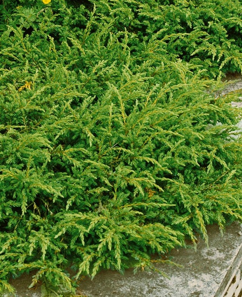 Juniperus communis 'Repanda', Kriech-Wacholder, 20–30 cm