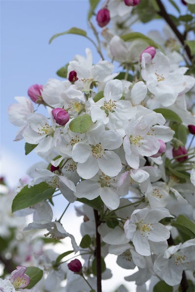 Blühender Apfelbaum mit zahlreichen weißen Blüten und rosa Knospen im Frühjahr