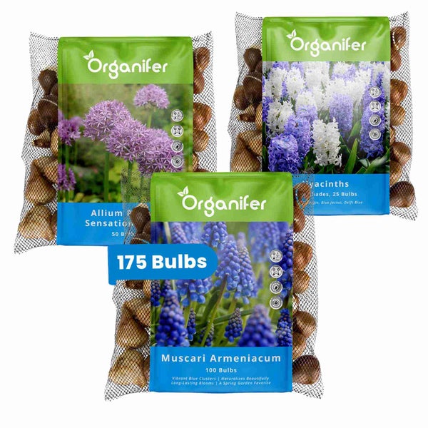 Blumenzwiebeln der Sorten Allium Sensation, Hyazinthe und Muscari Armeniacum im Netzbeutel