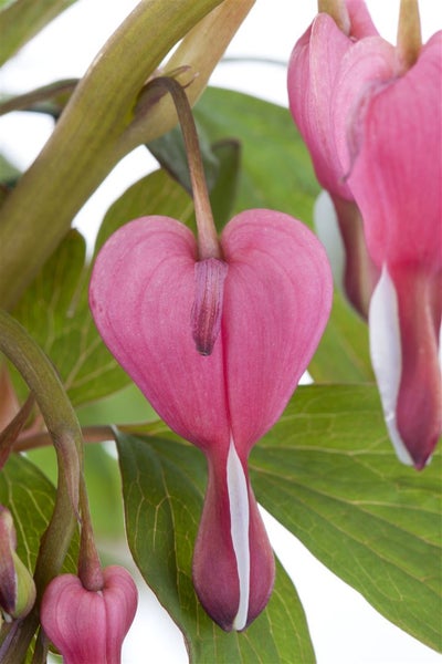 Dicentra spectabilis, Tränendes Herz, rosa, ca. 9x9 cm Topf