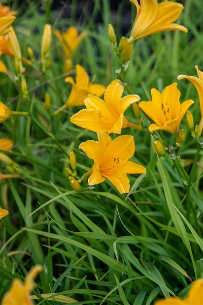 Hemerocallis x cult. 'Thumbelina', Taglilie, gelb, ca. 11x11 cm Topf