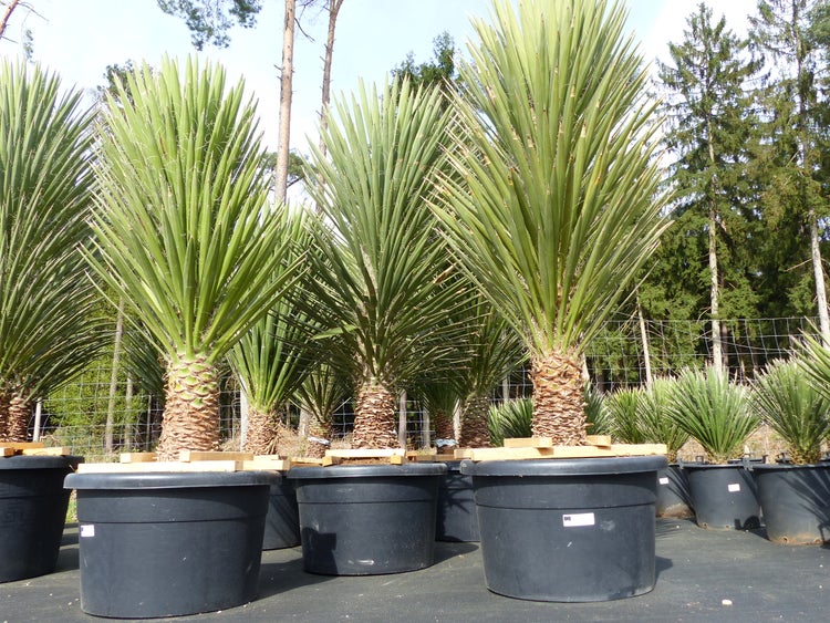 XXL Yucca Palme Filifera, 180 cm - 200, Stamm 40 - 50 cm, winterhart -13 Grad
