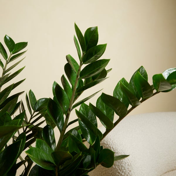Bloomique - 2er Set - Zamioculcas Zamiifolia - Glücksfeder - Zimmerpflanzen Groß - Sehr Pflegeleicht - Luftreinigend - Höhe 80-90 cm - Topf 21 cm