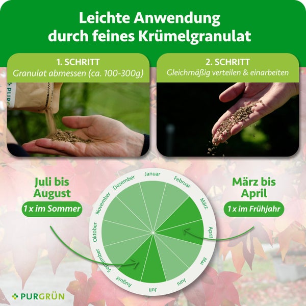 Infografik zur Anwendung von Purgrün Krümelgranulat. Schritt eins: Abmessen von circa 100 bis 300 Gramm. Schritt zwei: Verteilen. Anwendung im Frühjahr und Sommer.