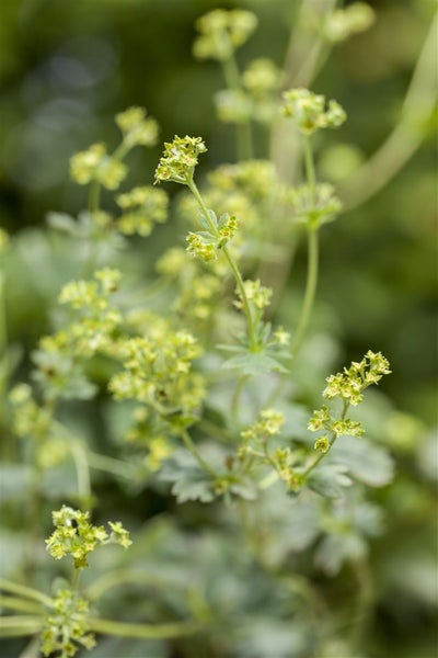 Alchemilla erythropoda, Frauenmantel, kompakt, ca. 9x9 cm Topf