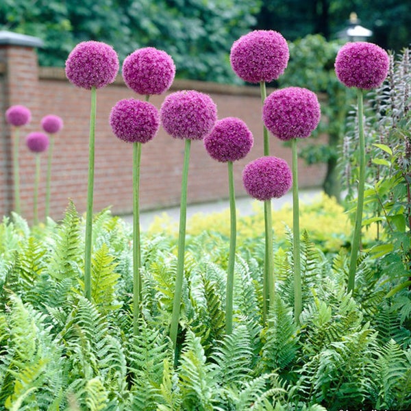 Zierlauchgewächse im Gartenbeet