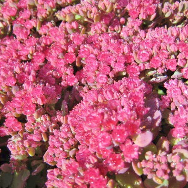 Nahaufnahme einer Fetthenne mit dichten, rosafarbenen Blüten