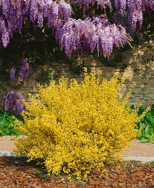 Cytisus praecox 'Allgold', Besenginster, leuchtend gelb, 40–60 cm