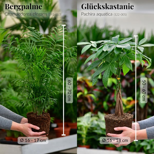 6er Box Zimmerpflanzen Happy Cat – Tierfreundliches Set mit Zwergpfeffer, Bergpalme, Nestfarn, Schwertfarn & Glückskastanie - Höhe 15-70 cm - Töpfe 10,5-17 cm