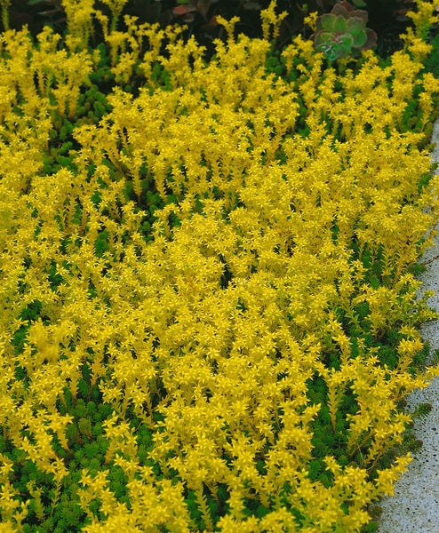 Sedum sexangulare, Milder Mauerpfeffer, ca. 9x9 cm Topf