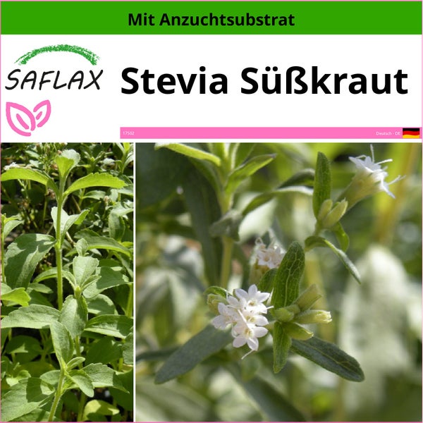 SAFLAX  - Stevia Süßkraut - Stevia rebaudiana - 100 Samen - Mit keimfreiem Anzuchtsubstrat