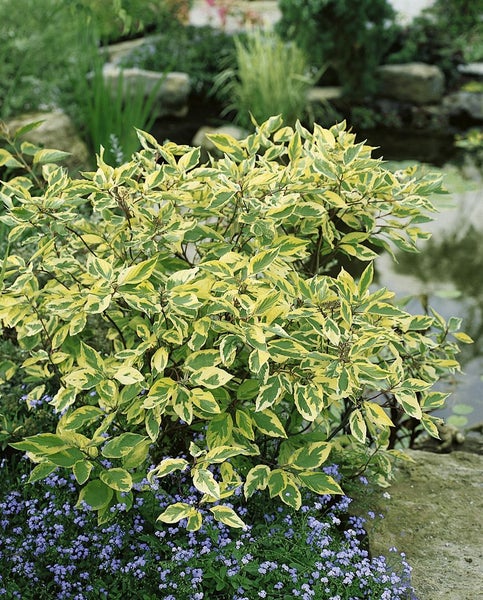 Cornus alba 'Gouchaultii', Hartriegel, buntes Laub, 40–60 cm
