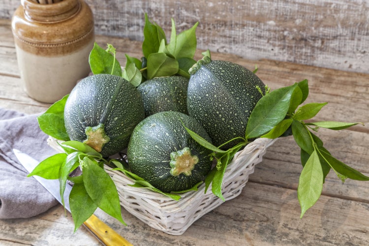 SAFLAX Garden to go - BIO - Zucchini - Tondo di Nizza - Cucurbita pepo - 5 Samen - Mit Topf, Klima - Deckel und Anzuchtsubstrat