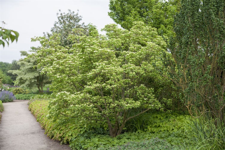 Cornus kousa chinensis, Chinesischer Blumen-Hartriegel, 80–100 cm