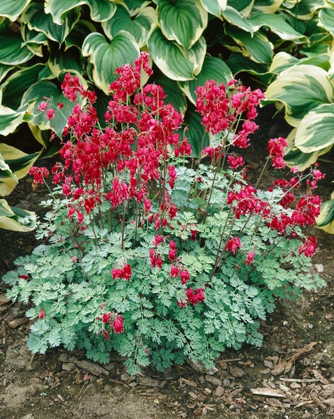 Blutendes Herz mit roten Blüten und grünem Laub im Gartenbeet.