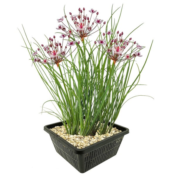 Schwanenblume Butomus umbellatus im schwarzen Pflanzkorb mit Kies.