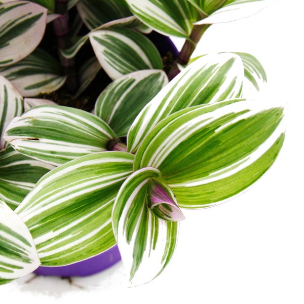 Dreimasterblume - Tradescantia White - pflegeleichte hängende Zimmerpflanze - 12m Topf - weiss