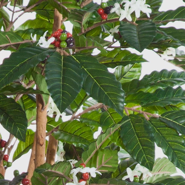 Künstliche Kaffeepflanze mit grünen Blättern, kleinen Beeren und weißen Blüten.