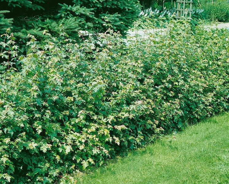 Acer campestre, Feldahorn, 60–100 cm