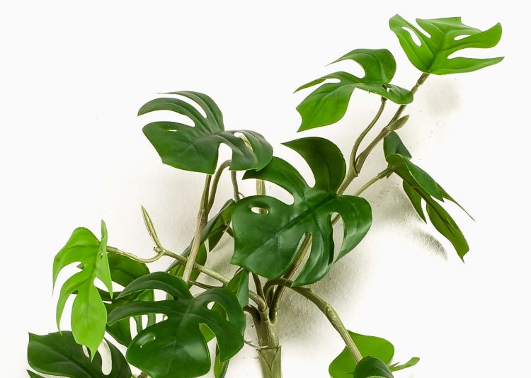 Künstliche Monstera deliciosa Pflanze mit grünen geschlitzten Blättern und Stielen.