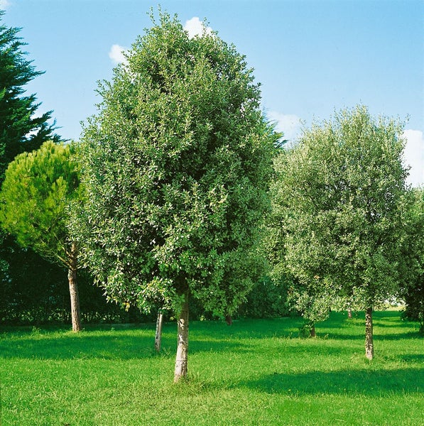 Eine Steineiche im Garten, ein immergrüner Laubbaum mit dichter Krone auf einer grünen Wiese.