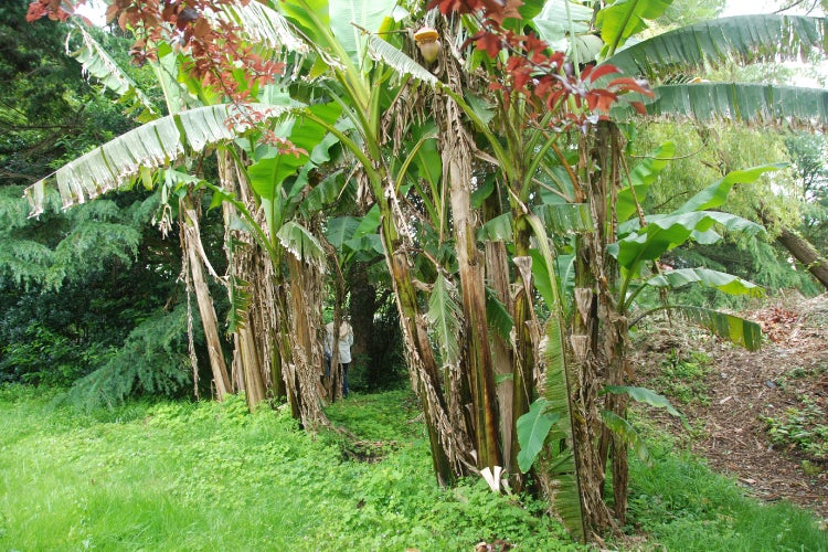 SAFLAX Garden to go - Große Essbanane - Musa X paradisiaca - 10 Samen - Mit Topf, Klima - Deckel und Anzuchtsubstrat