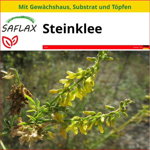SAFLAX Anzucht Set - Steinklee - Melilotus officinalis - 250 Samen - Mit Mini-Gewächshaus, Anzuchtsubstrat und 2 Töpfen