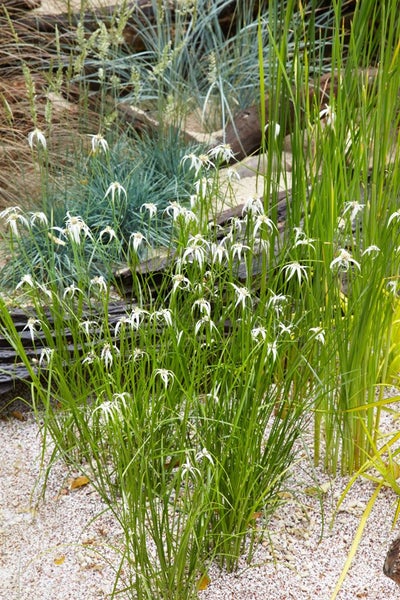 Rhynchospora colorata 'Sternentänzer', Weißes Zypergras, 20–30 cm