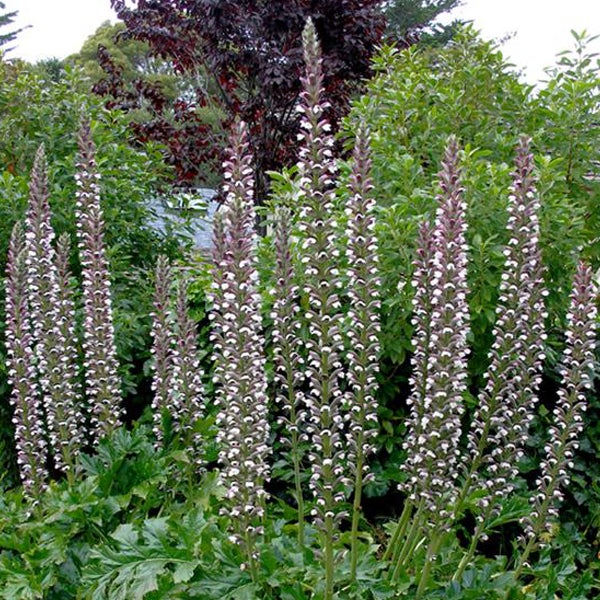 Büschel von Bärenklau Pflanzen im Garten.