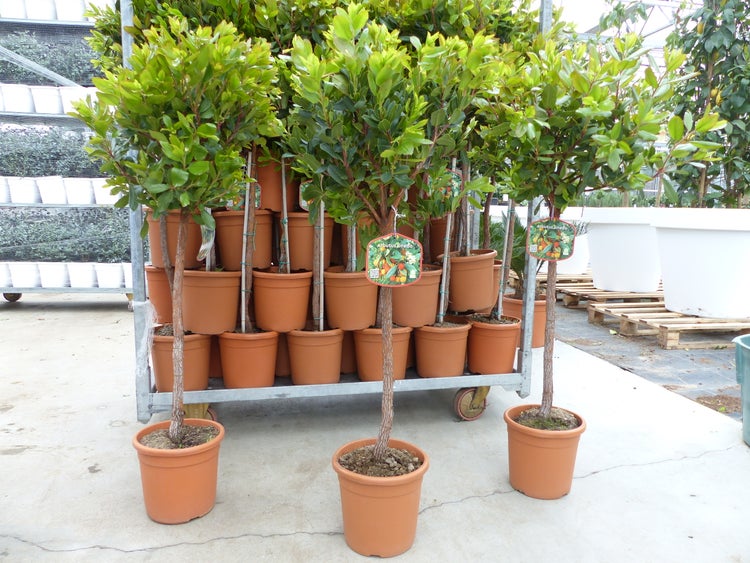 Erdbeerbaum Arbutus unedo als Hochstamm in Kunststofftöpfen auf einem Transportwagen in einer Gärtnerei.