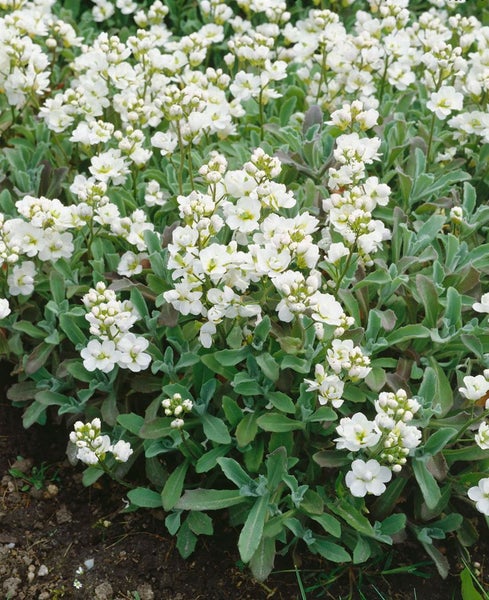 Arabis caucasica 'Plena', Gänsekresse, weiß, ca. 9x9 cm Topf