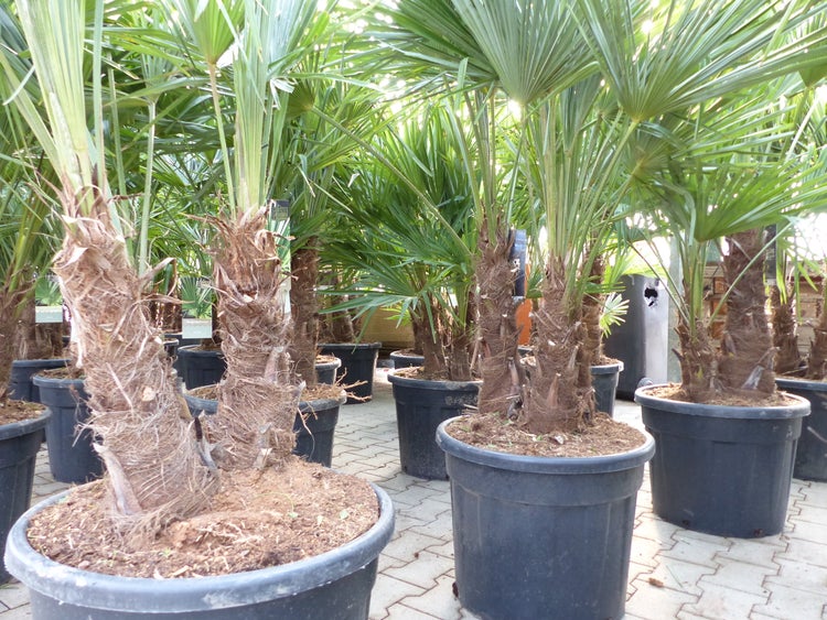 Trachycarpus Fortunei Gruppe mehrstämmig Palme, winterhart 180 - 200 cm Palmengruppe