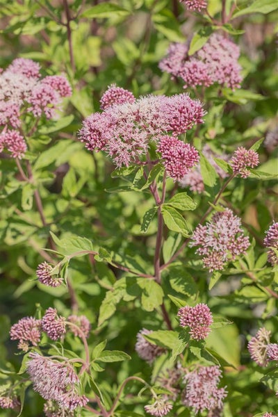 Eupatorium cannabinum, Wasserdost, rosa Blüten, ca. 9x9 cm Topf
